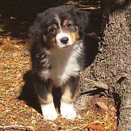 Shelly - Black tri-color female Australian Shepherd puppy in Cripple Creek, Colorado from Laughing Crow Aussies