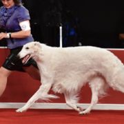 Borzois from Konza Borzoi