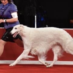Borzois from Konza Borzoi