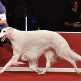 Borzois from Konza Borzoi