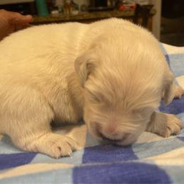Louie - Light golden male Golden Retriever puppy in Ennis, Texas from Amberidge Golden Retrievers