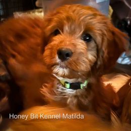 Matilda - Red female Cavapoo puppy in Maple Grove, Minnesota from Honey Bit Kennels