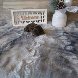 Prancer - Brindle male Dachshund puppy in Indianapolis, Indiana from Homegrown Hoosier Kennels