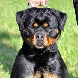 Arizona - Rottweiler