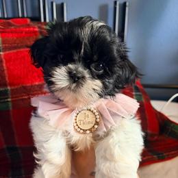 Sophie - Black and white female Shih Tzu puppy in Hemet, California from Aloha Shih Tzu