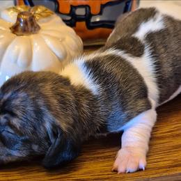 Spookums AKC Brindle piebald mini dachshund - Piebald male Dachshund puppy in Las Cruces, New Mexico from The Dachshund Den