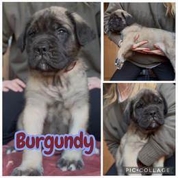 Burgundy - Fawn male Mastiff puppy in Jonesville, South Carolina from Sunrise Mastiffs