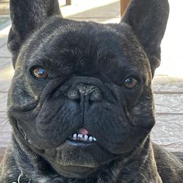 Ares - French Bulldog