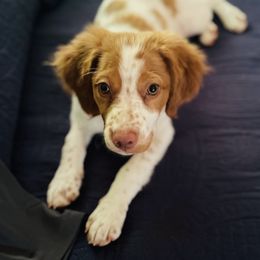 Brittany Puppies from HillTop Brittany Kennel