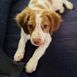Brittany Puppies from HillTop Brittany Kennel