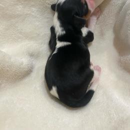 Victor Belafort - Tri-color male Cavalier King Charles Spaniel puppy in Gallatin, Tennessee from Kids and Canines