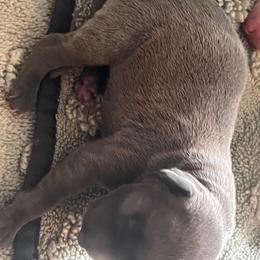 Italian Greyhound Puppies from Fisher Link