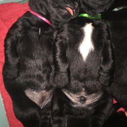 Newfoundland Puppies from Bookcliff newfies