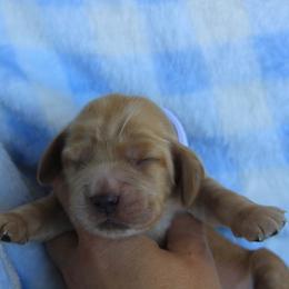 Girl 3 - Golden female English Cocker Spaniel puppy in Roseburg, Oregon from Coco Kennel