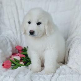 Girl 6 Lilac - White female Great Pyrenees puppy in Yakima, Washington from Naches Heights Ranch