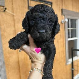 Harvest - Black phantom female Aussiedoodle puppy in Greensburg, Kentucky from Doodle Me Crazy