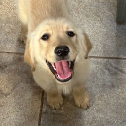 Girl 1 - Golden female Golden Retriever puppy in Fieldale, Virginia from Interlock Goldens