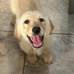 Girl 1 - Golden female Golden Retriever puppy in Fieldale, Virginia from Interlock Goldens
