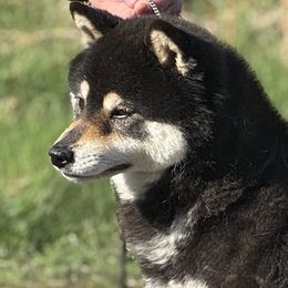 Piper - Shiba Inu
