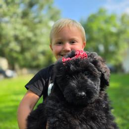 AKC Bri - Black female Bouvier des Flandres puppy in Marionville, Missouri from Sandbox Puppies