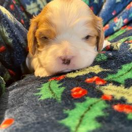 Billy - Blenheim male Cavapoo puppy in Lexington, Kentucky from Callaway's Cavaliers