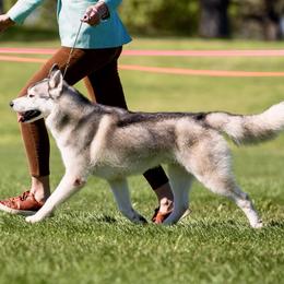 Jacques - Siberian Husky