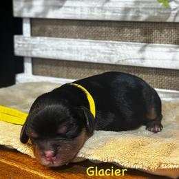 Glacier -Male - Black and tan male Cavalier King Charles Spaniel puppy in El Campo, Texas from Longhorn Cavaliers