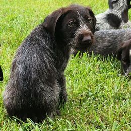 Boy 3 Tan - Liver and white male German Wirehaired Pointer puppy in Harrisville, Pennsylvania from Black Creek GWP