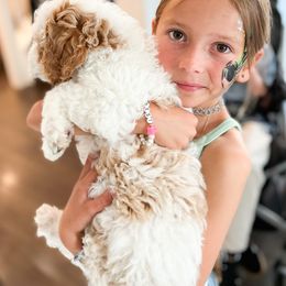 Bernedoodle, Goldendoodle, and Poodle Puppies from Teddy Doodles & Standard Poodles