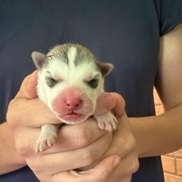 Boy 1 - Gray and white male Siberian Husky puppy in Amery, Wisconsin from Sovereign Siberians