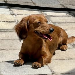 Ophi - Dachshund