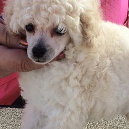 Poodles and Toy Fox Terriers from Newmont Toys