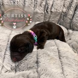 3rd Born Brindle - Brindle female Dachshund puppy in Rochester, Washington from Curtiss Dachshunds