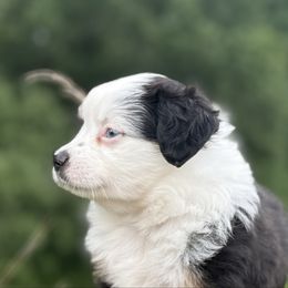 Peanut - Black tri female Miniature Australian Shepherd puppy in Greenville, South Carolina from QC Homestead Miniature Australian Shepherds