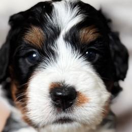 Bernedoodles and Goldendoodles from Sac River GoldenDoodles & BerneDoodles LLC