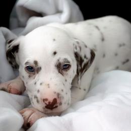 Rosey - White and liver brown female Dalmatian puppy in Hastings, Florida from Love My Spotty Dalmatians