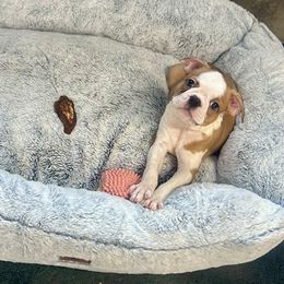 Boy 1 - Red male Boston Terrier puppy in Rosston, Arkansas from Green Acre Boston Terriers