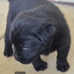 Jett - Black female Labrador Retriever puppy in Greenwich, Ohio from Pure Gem Kennel