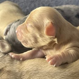 Dachshund Puppies from Island Farms Mimi’s Dachshunds Florida