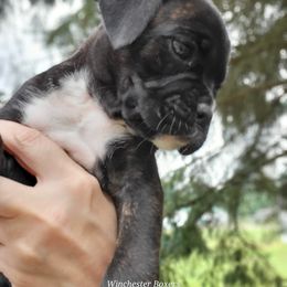 Boxer Puppies from Winchester Boxers