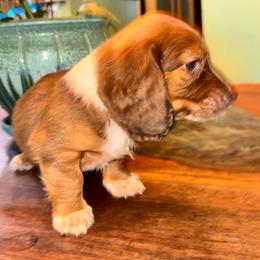 AKC Moose - Chocolate and tan male Dachshund puppy in Knoxville, Tennessee from Thea's Puppies