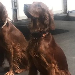 Irish Setter puppies from Royal Redheads Irish Setters