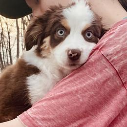 Autumn Joy - Red tri female Miniature Australian Shepherd puppy in Somerset, Kentucky from Natural Life Ranch