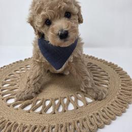 Kipp - Apricot male Poodle puppy in Leander, Texas from Doodle Doula