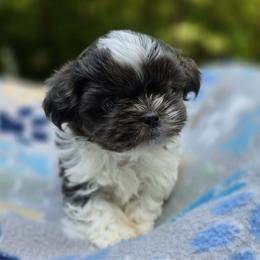 Blue and White Male - Blue and white male Shih Tzu puppy in Oakville, Washington from Garrard Creek Shih Tzus