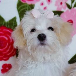 Gracie - White female Maltipoo puppy in Crestview, Florida from Little Cupcakes and Little Pumpkins Maltipoos