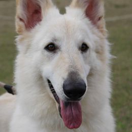 German Shepherds from Sugarloaf Shepherds