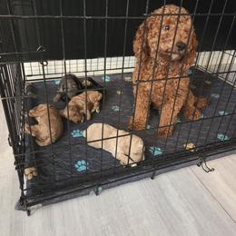 Goldendoodle Puppies from House of Doodles