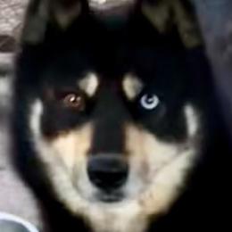 Val - Siberian Husky