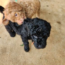 Goldendoodle Puppies from Hadie's Doodles